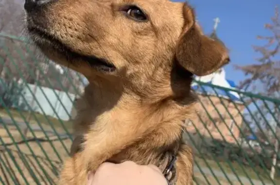 Пропала собака, Крымская 9, Саратов