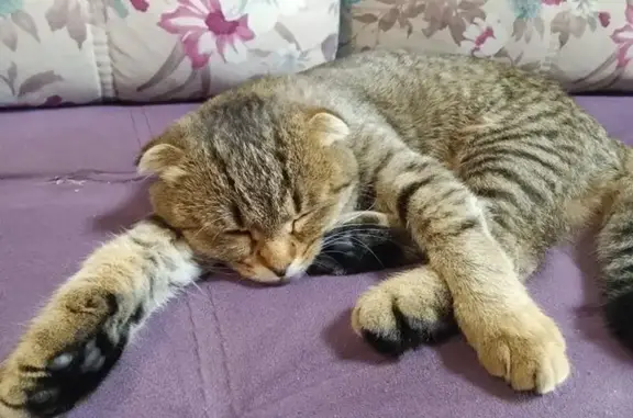 Найдена кошка, Киров, фото: Котенок найден на Красногорской улице, Киров