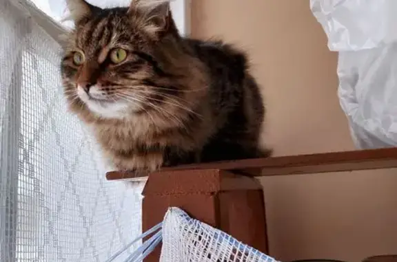 Кошки потеряшки, Осиново, фото: Потеряшка кошка, ул. Комарова 10, Осиново