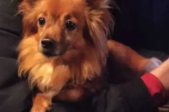 Пропала собака на ул. Пограничной