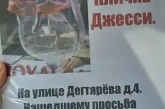 Пропала собака, ул. Дегтярёва 4, Волгоград