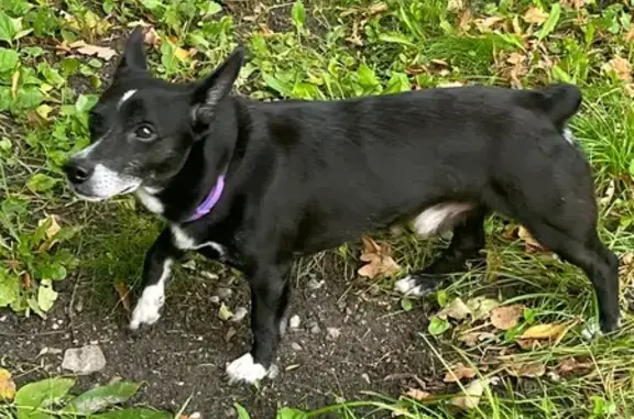 Собака в Южном парке, пр. Калинина, Калининград