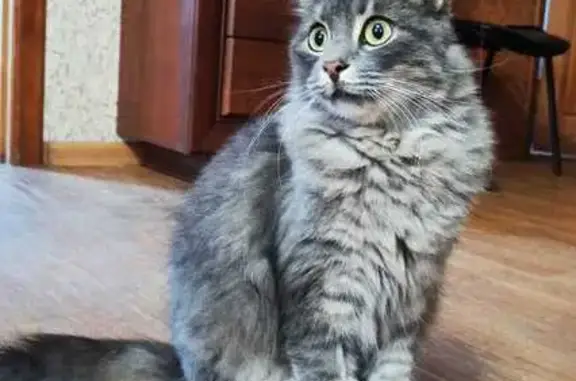 Кошка найдена: Средне-Кирпичная 6, Томск
