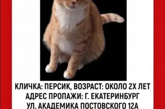 Пропала кошка, Екатеринбург, Свердл. обл.