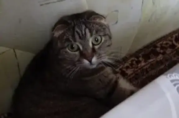 Кошки потеряшки, Стерлитамак, фото: Потеряшка кошка, Стерлитамак, Башкортостан