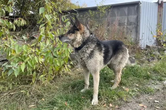 Найдена собака, ул. Ригачина, Петрозаводск