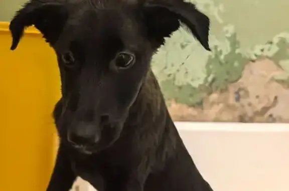 Щенок найден, Челябинск, ул. Сталеваров 35