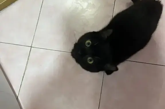 Пропала кошка на Минераловодской, Ростов-на-Дону