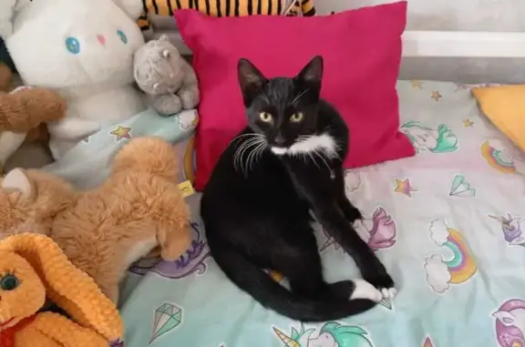 Кошки потеряшки, Ульяновск, фото: Потеряшка котик, 2-й пер. Ватутина, 22, Ульяновск