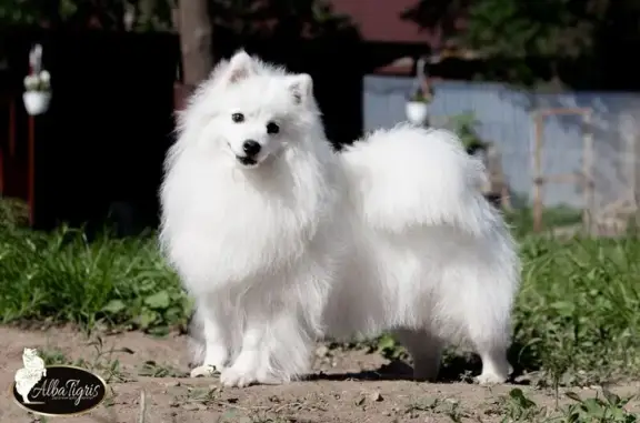 Пропала собака в Оренбурге, СНТ Мичуринец-50