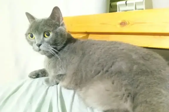 Найдена кошка, , фото: Кошка найдена: Новая ул., 29, Сосновка