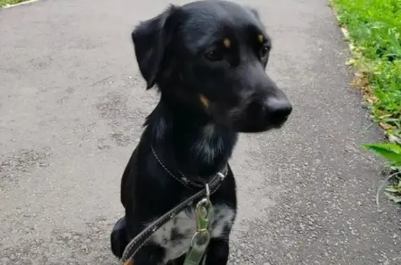 Собаки потеряшки, Екатеринбург, фото: Потеряшка собака, Черепанова 12, Екатеринбург