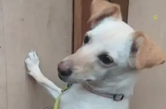 Найдена собака, Зеленый Бор, фото: Собака найдена у п. Красный, Зелёный Бор