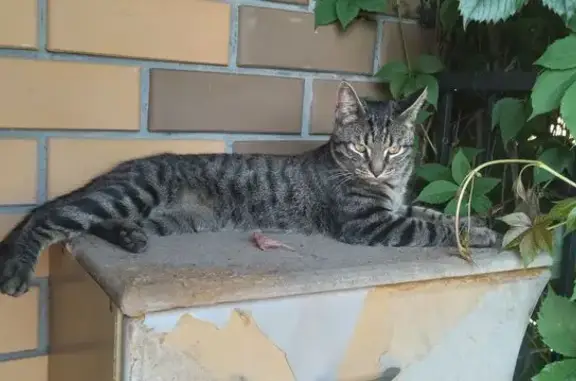 Кошки потеряшки, Коломна, фото: Потеряшка кошка у остановки 