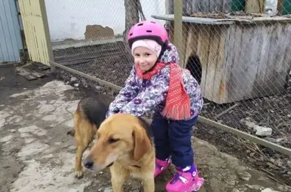 Пропала собака, Майна, 73К-1429