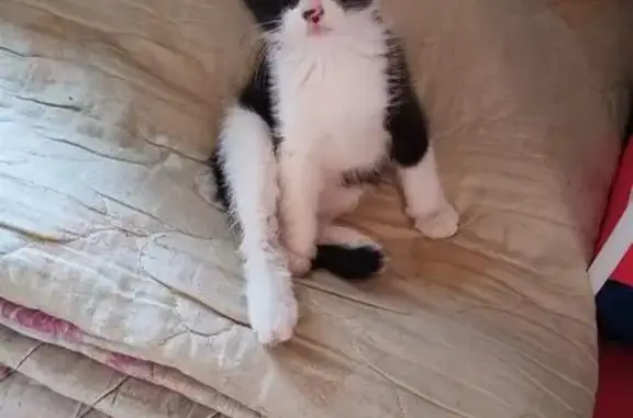 Пропала кошка, Чита, Забайкальский край