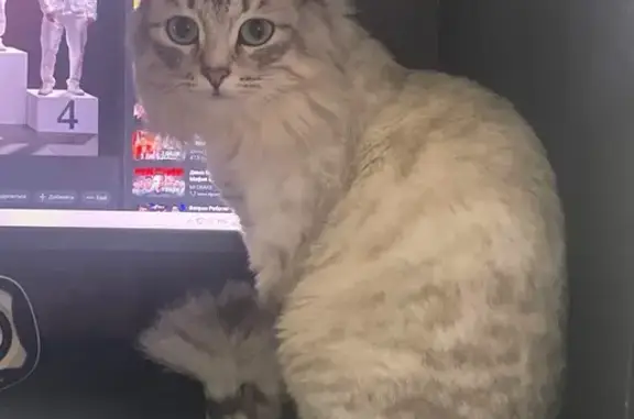 Пропала кошка, Щорса 96, Екатеринбург