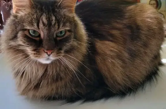 Кошки потеряшки, Ярославль, фото: Потеряшка кошка, Республиканская 54, Ярославль