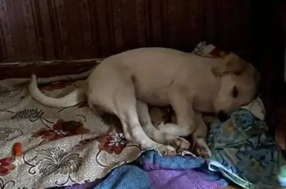 Найдена собака, Ангарск, фото: Найдена щенок, Ангарск, ул. 72