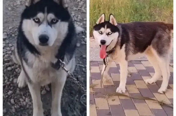 Собаки потеряшки, Ставропольский край, фото: Потеряшка хаски Тор, Ставропольский край