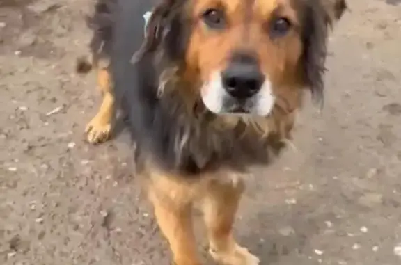 Найден кобель, Омск, ул. Красной Звезды, 79