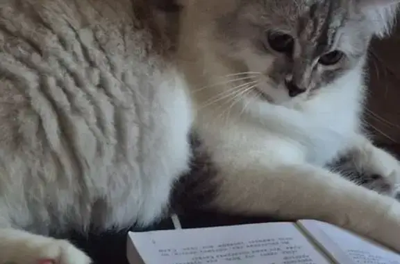 Пропала кошка, ул. Мечникова, 59, НН