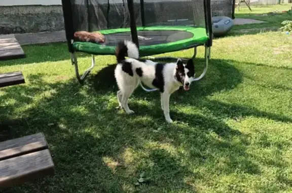 Пропала собака в районе Палкинской волости