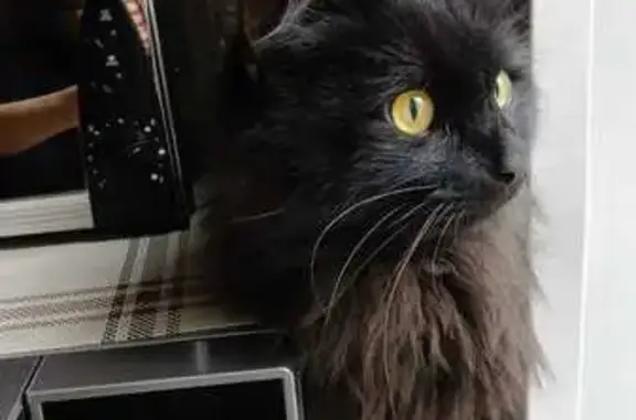 Найдена кошка, Московская область, фото: Кот найден в Жостово, Московская область