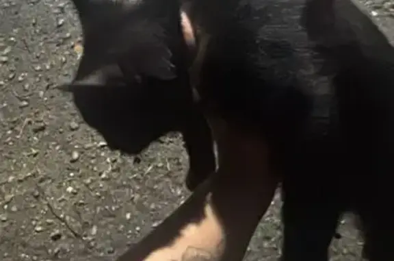 Найдена кошка, , фото: Котенок найден на ул. Фадеева, 29