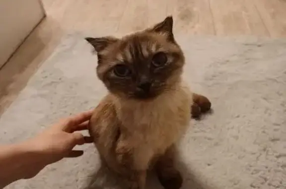 Найдена кошка, Омск, фото: Кошка найдена, Полевая ул., Омск