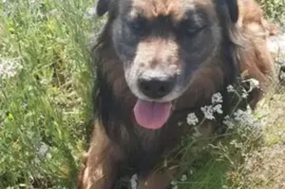 Пропала собака, Аптекарский пер., Новые Горки