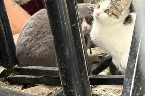 Найдена кошка, Тюмень, фото: Кошка с котятами на ул. Калинина, Тюмень