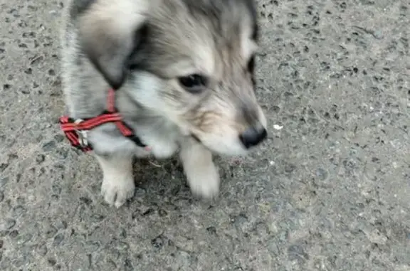 Найдена собака, Ленинградская 23, Чебоксары