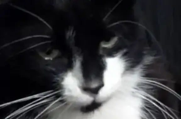 Кошки потеряшки, Выборг, фото: Потеряшка кошка, Офицерская 4, Выборг