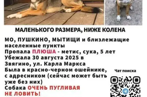 Собаки потеряшки, Московская область, фото: Потеряшка рыжая собака, Пушкино, МО