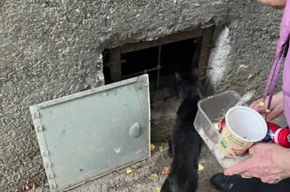 Чёрная кошка найдена на Антонова-Овсеенко, 9 к2