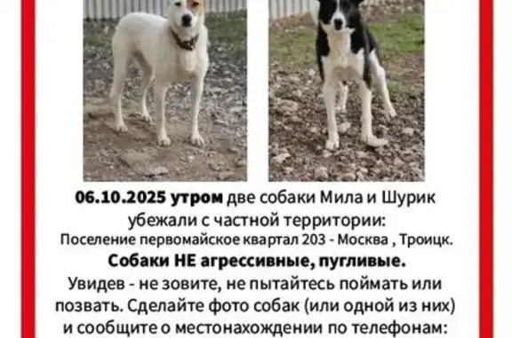 Собаки потеряшки, , фото: Потеряшка собака, район Троицк, М-1