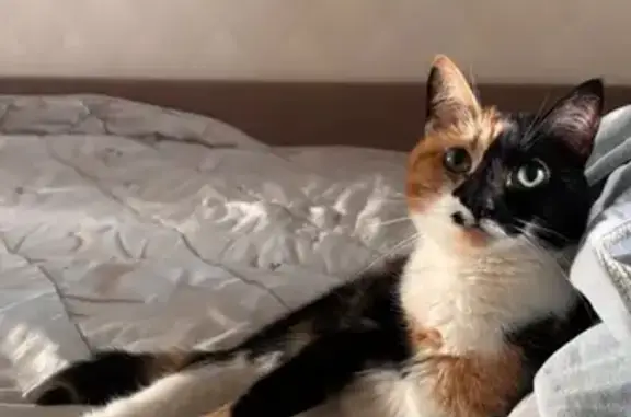 Кошки потеряшки, Тюмень, фото: Потеряшка кошка, ул. 30 лет Победы, 92, Тюмень