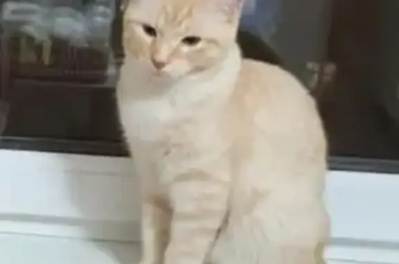 Кошки потеряшки, Ивантеевка, фото: Потеряшка кошка, Центральный пр., 16, Ивантеевка