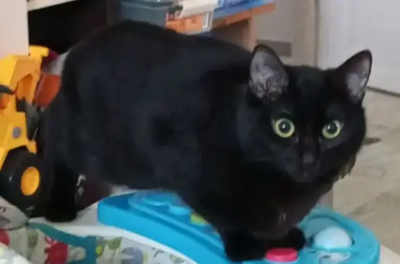 Пропала кошка, ул. Пугачёва, Курган