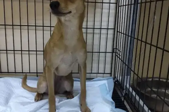 Ласковая собака найдена: Базарная ул., Тамбов