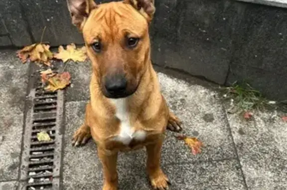 Найдена собака на Дзержинского, 30, Саратов