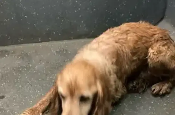 Найдена собака, Ярославль, фото: Спаниель найден: Моск. пр., Ярославль