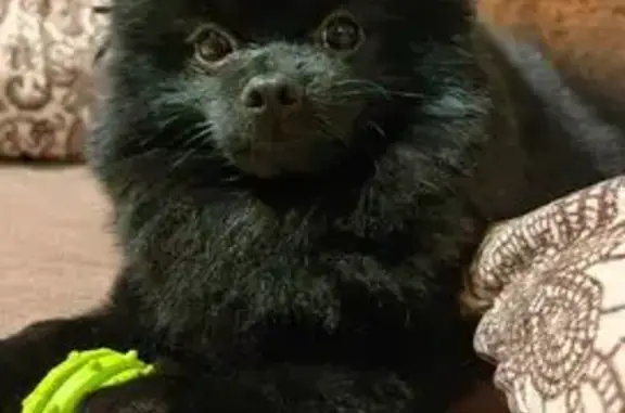 Пропала собака в Ярославле