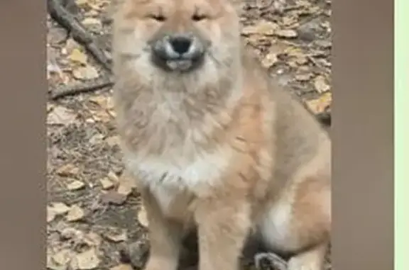 Пропала собака, Пермь, ул. Сысольская