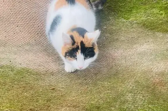 Найдена кошка, Мгинское городское поселение, фото: Кошка найдена: 5-я аллея, Мгинское поселение