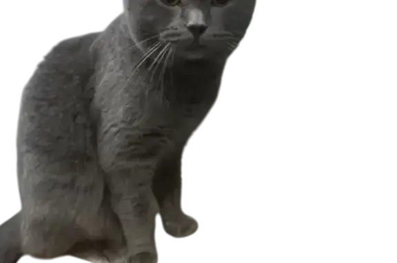 Найдена серая кошка, Краснолесья 99, Екб