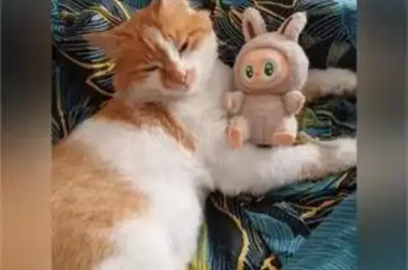 Кошки потеряшки, Челябинская область, фото: Потеряшка рыжая кошка, Копейск, Челябинск