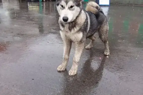 Щенок маламута найден: Белозёрная 40, Кемерово