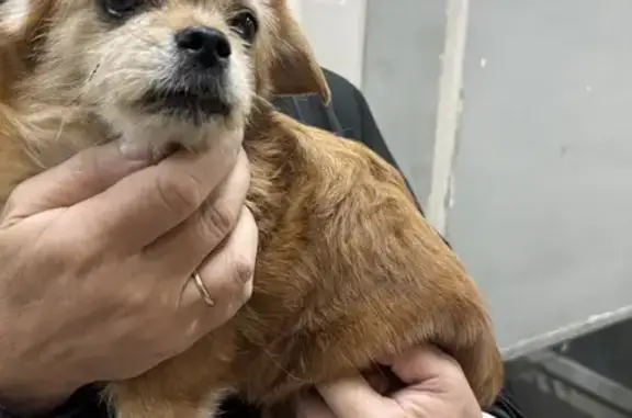 Рыжая собака найдена на Лесной, Москва